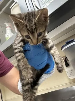 A baby medium-sized male Buff / Tan / Fawn Domestic Short Hair cat named Sweet Potato for adoption in Wichita, KS