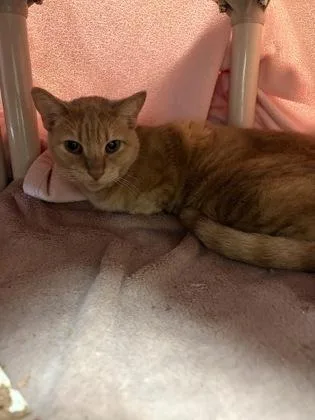 An adult medium-sized female Domestic Short Hair cat named Buffy for adoption in Westland, MI