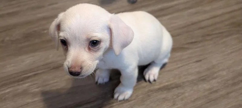 A baby small-sized female White / Cream Chihuahua dog named Sally Chi for adoption in Gillsville, GA