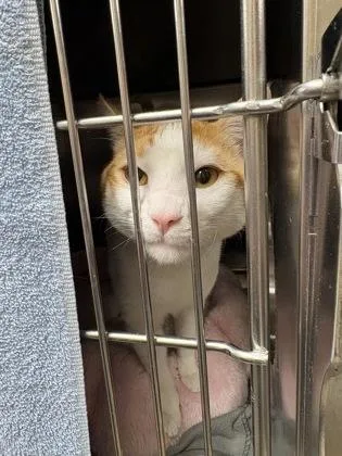 A young medium-sized male Domestic Short Hair cat named Moosa for adoption in Longmont, CO