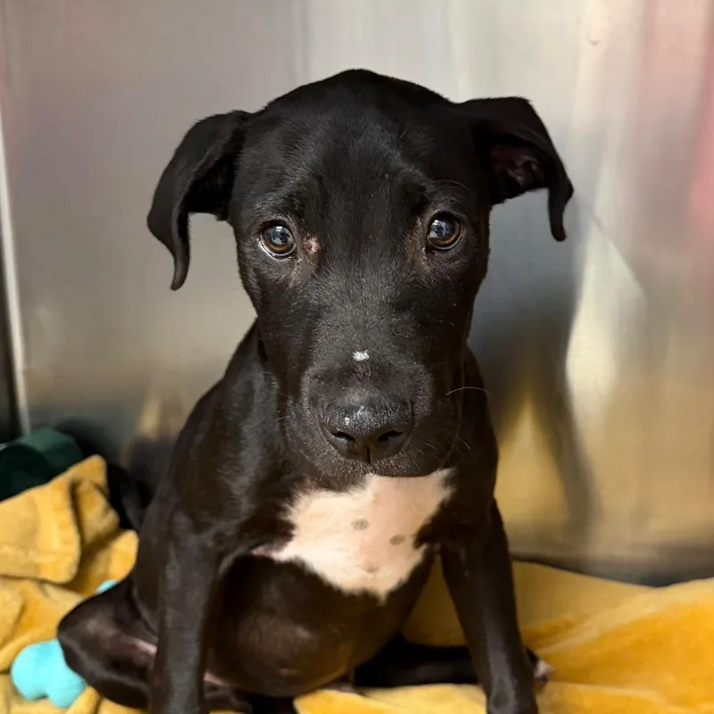 A baby medium-sized male Black Mixed Breed dog named Maverick for adoption in Martinsville, VA