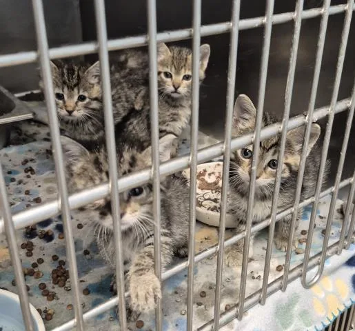 A baby small-sized female Domestic Short Hair cat named Karen Beverly for adoption in Decatur, IL