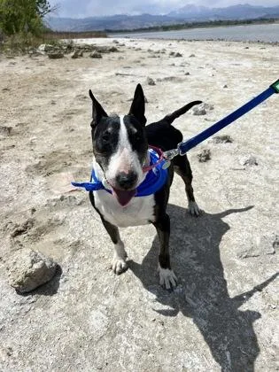 A senior medium-sized female Mixed Breed dog named Mitzy for adoption in Longmont, CO