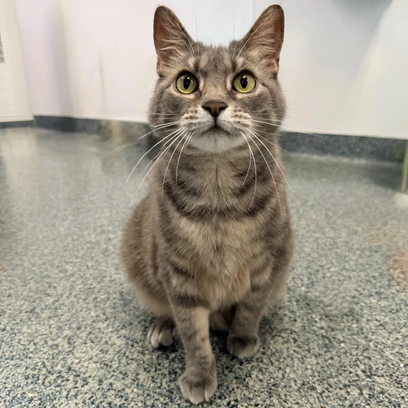 An adult large-sized female Tabby (Gray / Blue / Silver) Domestic Short Hair cat named Remi for adoption in Fishers, IN