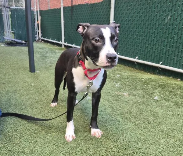 A young medium-sized female Mixed Breed dog named Mercedes for adoption in Ridgewood, NY