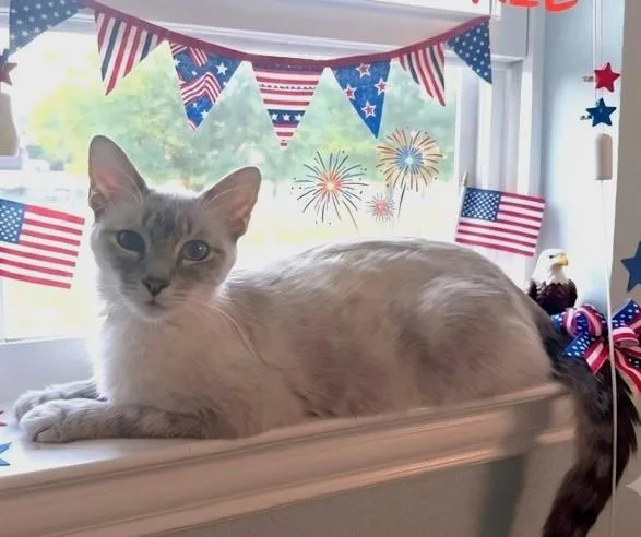 An adult medium-sized female White Domestic Short Hair cat named Cookie for adoption in fort worth, TX