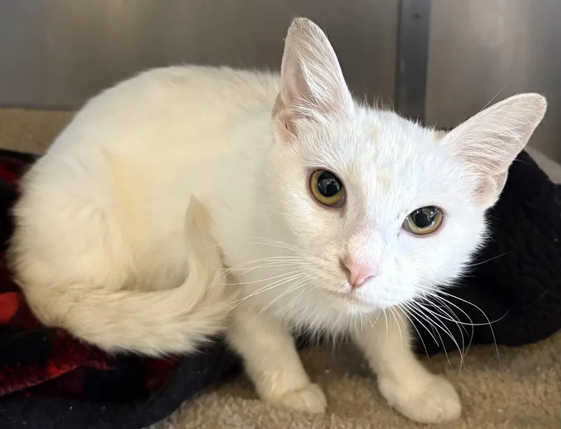 A young medium-sized female White Domestic Short Hair cat named Daisy for adoption in Sistersville, WV