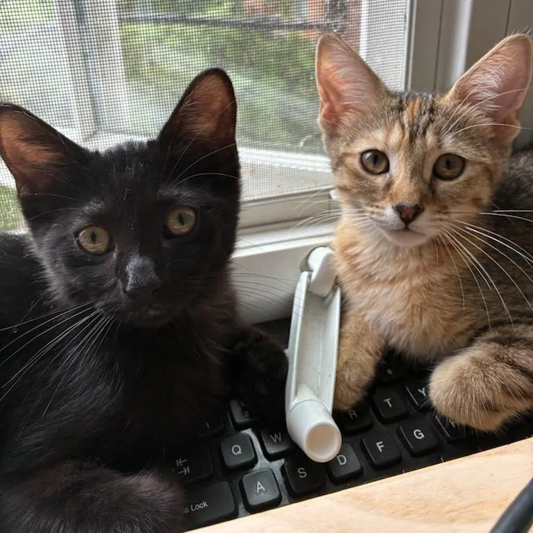 A young medium-sized male Black Domestic Short Hair cat named Sandpiper And Plover for adoption in Evanston, IL
