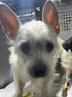 An adult small-sized female Terrier dog named Cassie for adoption in Woodland, CA