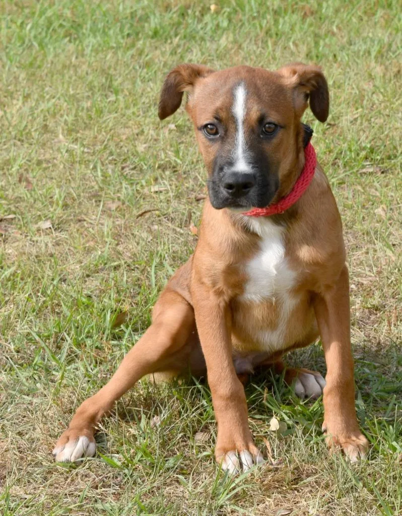 A baby medium-sized male Mixed Breed dog named Joe for adoption in Kingsland, GA