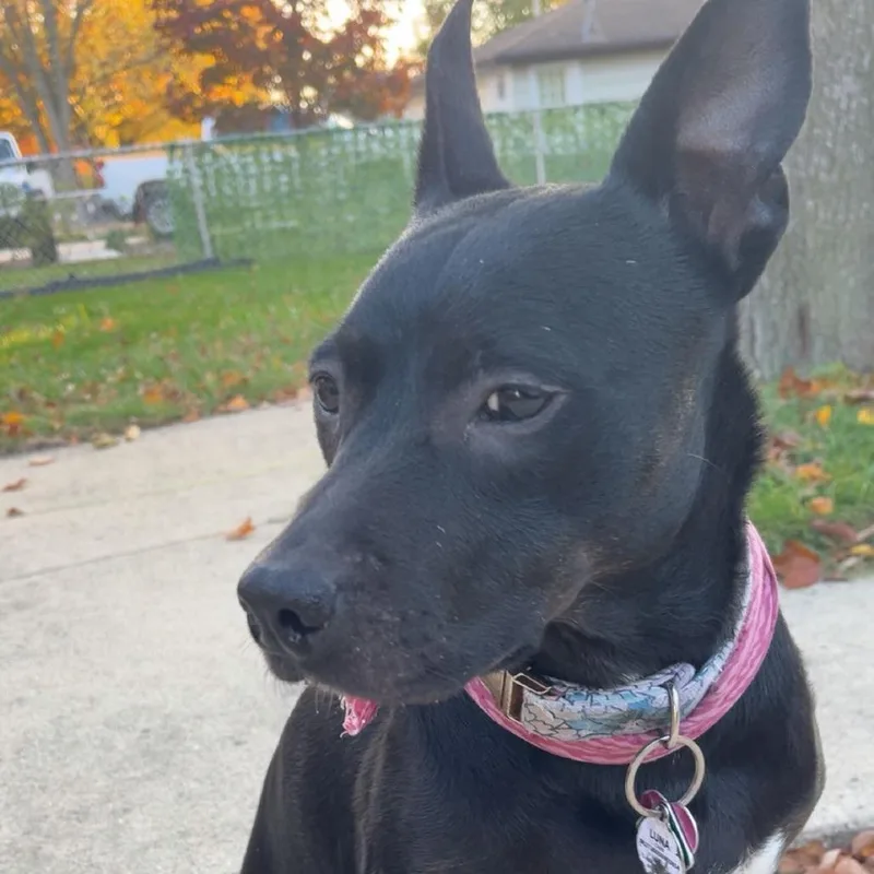 A senior medium-sized female Shepherd dog named Luna  Home to for adoption in South Elgin, IL