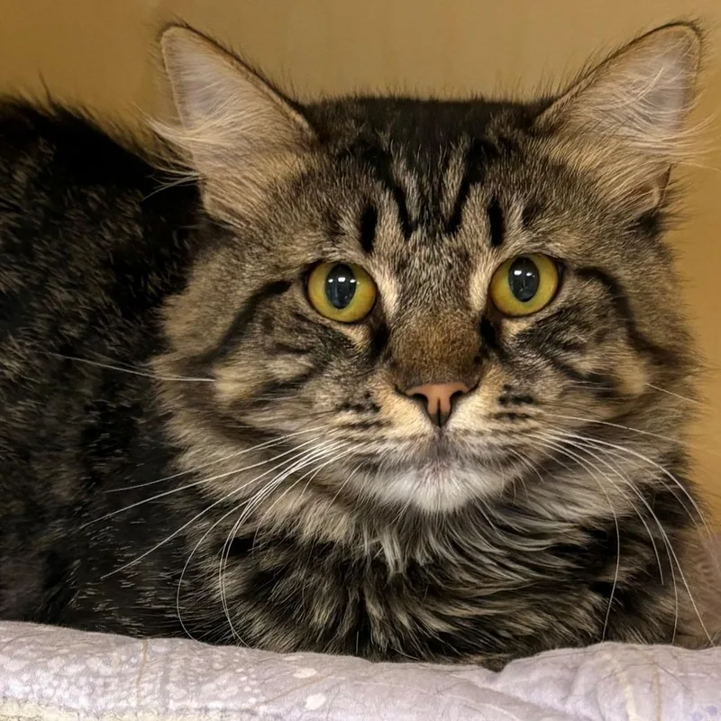 An adult large-sized male Brown / Chocolate Domestic Short Hair cat named D'Artagnan for adoption in East Hanover, NJ