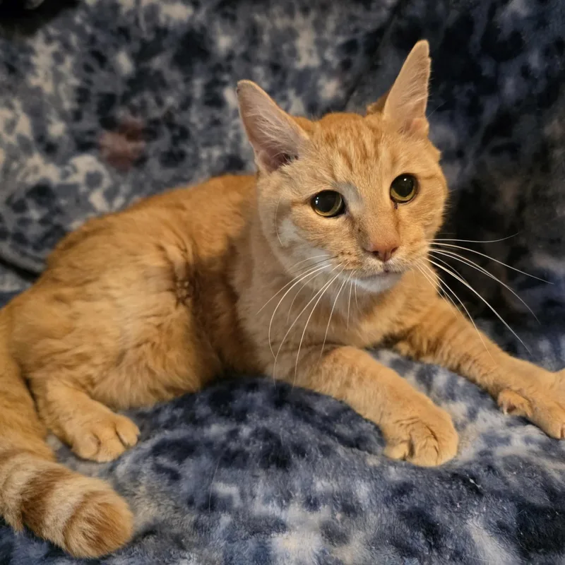 An adult medium-sized male Tabby (Orange / Red) Domestic Short Hair cat named Winston for adoption in Bentonville, AR