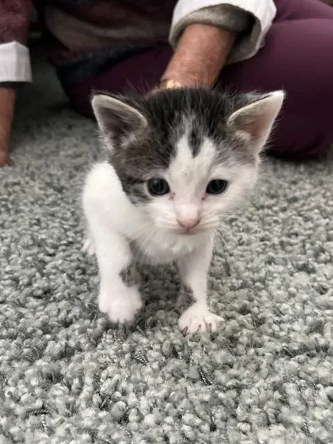 A baby small-sized male Domestic Medium Hair cat named Olaf for adoption in Santa Maria, CA