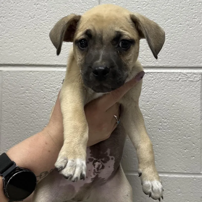 A baby small-sized male Apricot / Beige Mixed Breed dog named Nutter Butter for adoption in Lufkin, TX