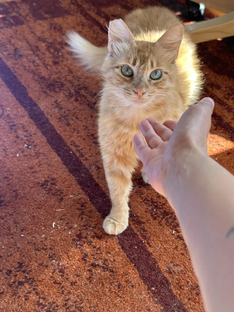 Clementine