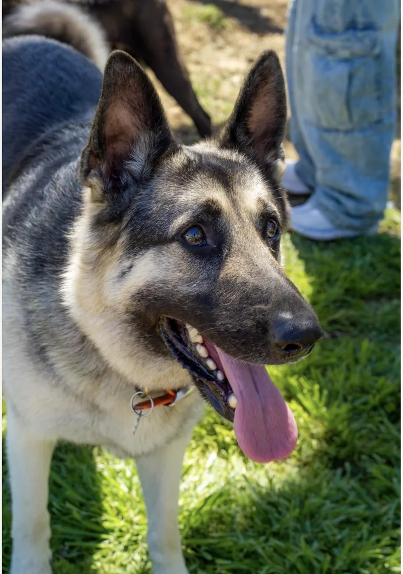 An adult large-sized male Bicolor German Shepherd Dog dog named Nemo for adoption in Pilot Point, TX