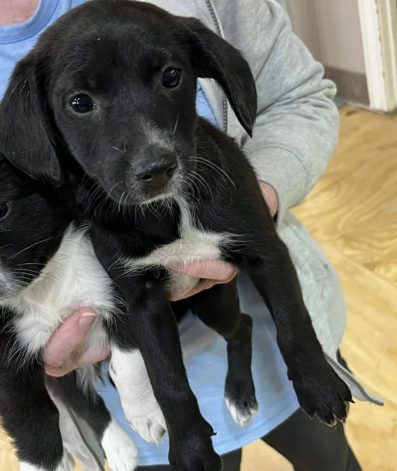 Tulip The Chiweenie Mix