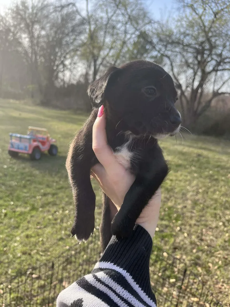 Tulip The Chiweenie Mix thumbnail 3