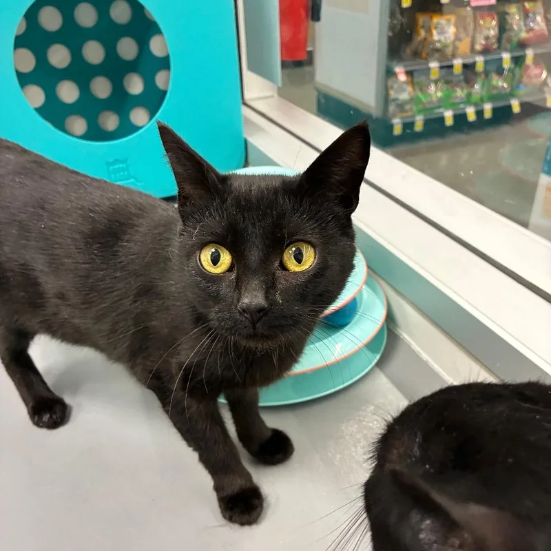 A young small-sized female Black Domestic Short Hair cat named Jellybean for adoption in Shelbyville, IN
