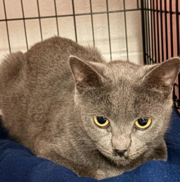 An adult medium-sized female Domestic Short Hair cat named Centaur for adoption in Cincinnati, OH
