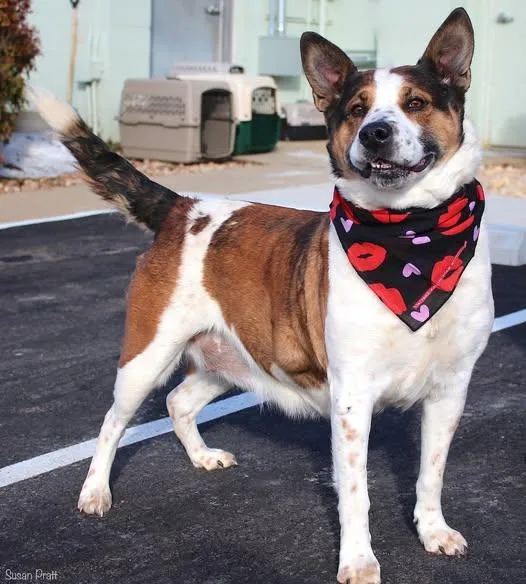 A senior medium-sized male Australian Cattle Dog / Blue Heeler dog named Pumpkin for adoption in Amherst, VA