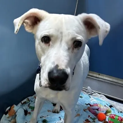 An adult large-sized male Mixed Breed dog named Bullseye for adoption in Merriam, KS