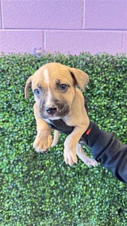 Pup