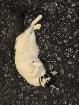 Beatle Juice thumbnail 2