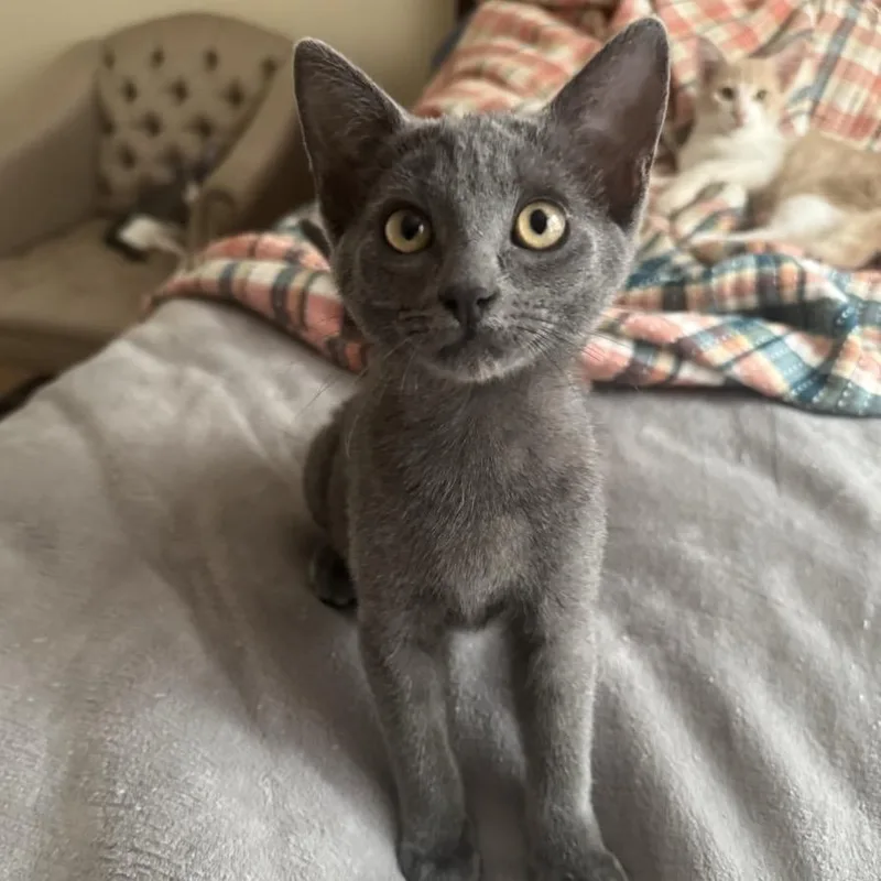 A baby small-sized female Gray / Blue / Silver Domestic Short Hair cat named Giant for adoption in Westminster, CA