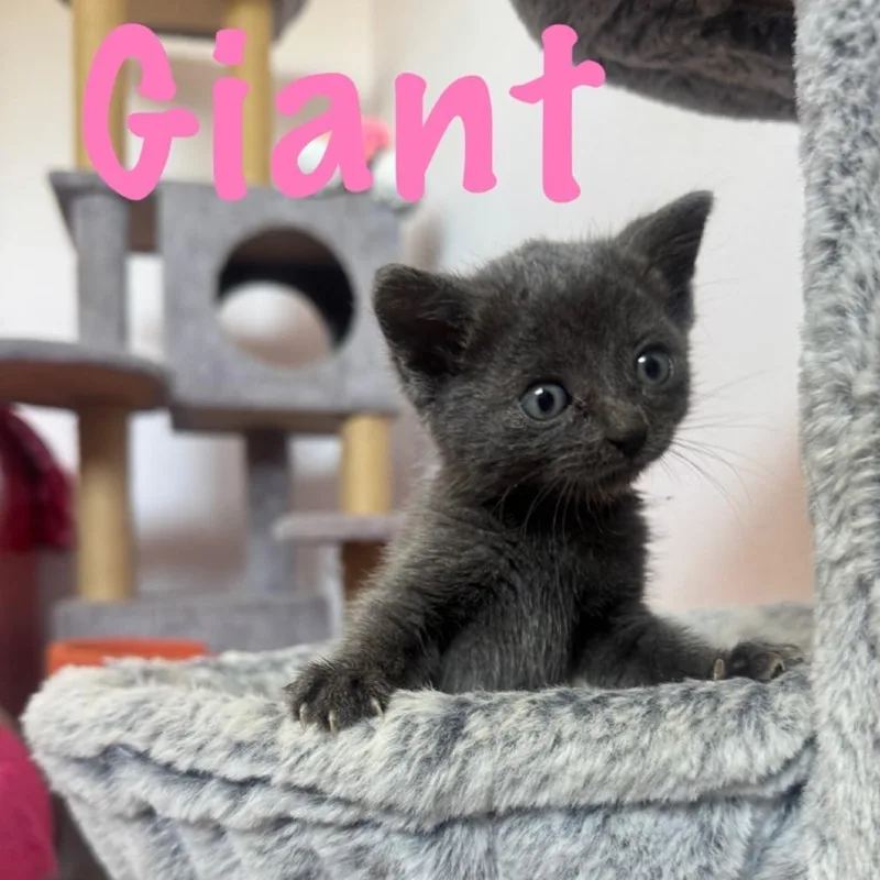Giant thumbnail 2
