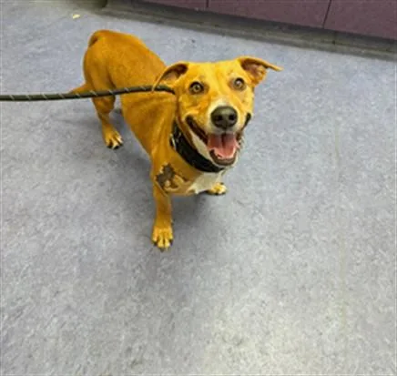 An adult medium-sized male Dachshund dog named Lil Burger for adoption in Santa Maria, CA