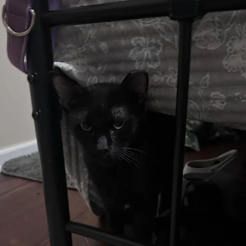 A young medium-sized female Domestic Short Hair cat named Trauma Mama for adoption in Valdosta , GA