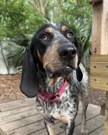 Blue Dixie