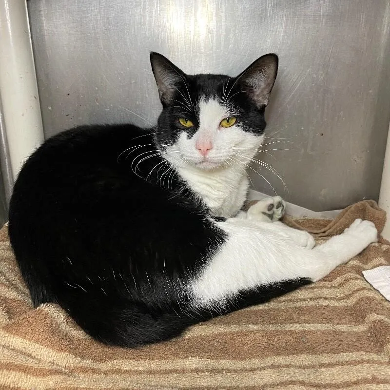 A young medium-sized male Domestic Short Hair cat named Tom for adoption in Roanoke, VA