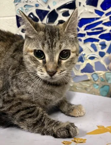 An adult large-sized female Domestic Short Hair cat named Zozo for adoption in Pensacola, FL