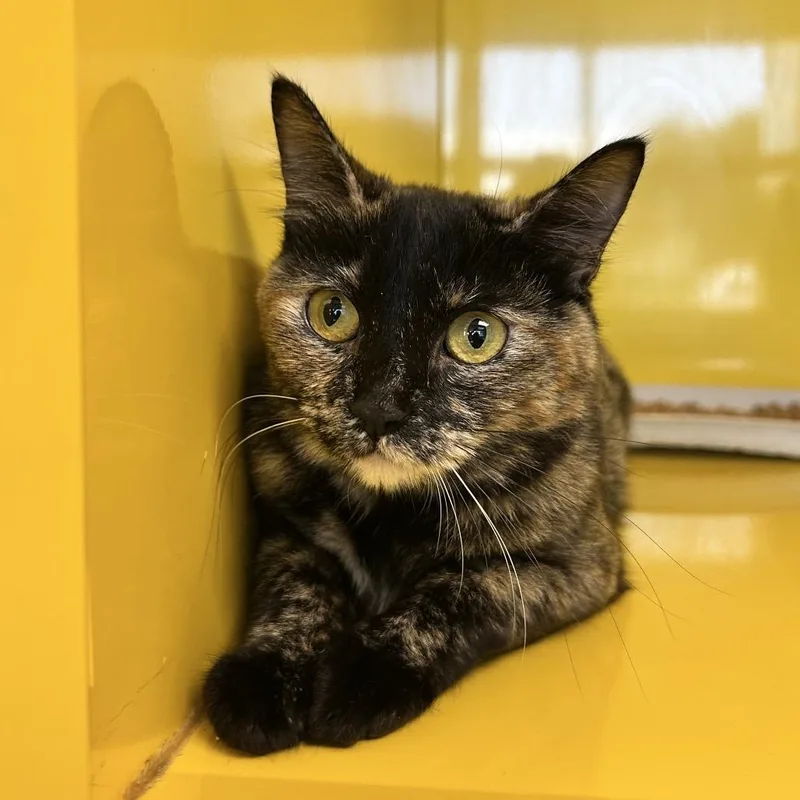 A young medium-sized female Domestic Short Hair cat named Baked Potato for adoption in Abilene, TX