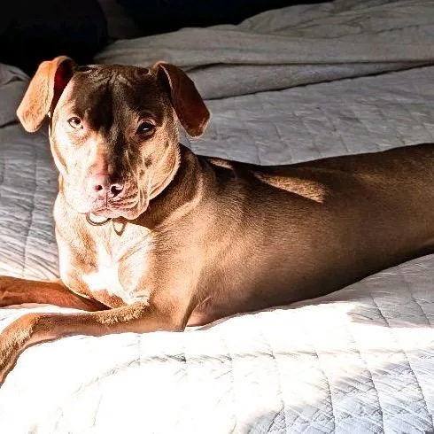 A young medium-sized female Brown / Chocolate Pit Bull Terrier dog named Serena Suri for adoption in North Canton, OH