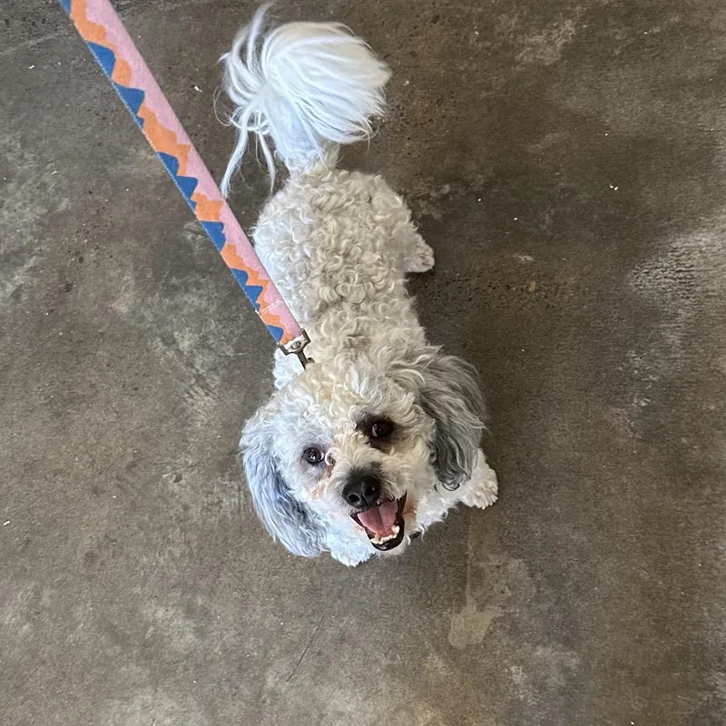 An adult small-sized male Miniature Poodle dog named Coco for adoption in Newberg, OR