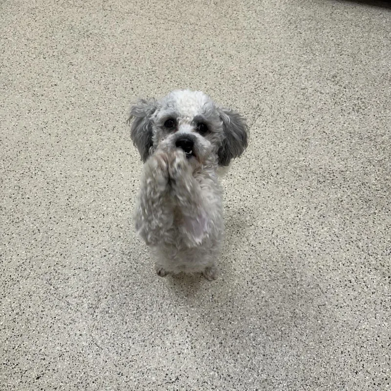 Coco thumbnail 3