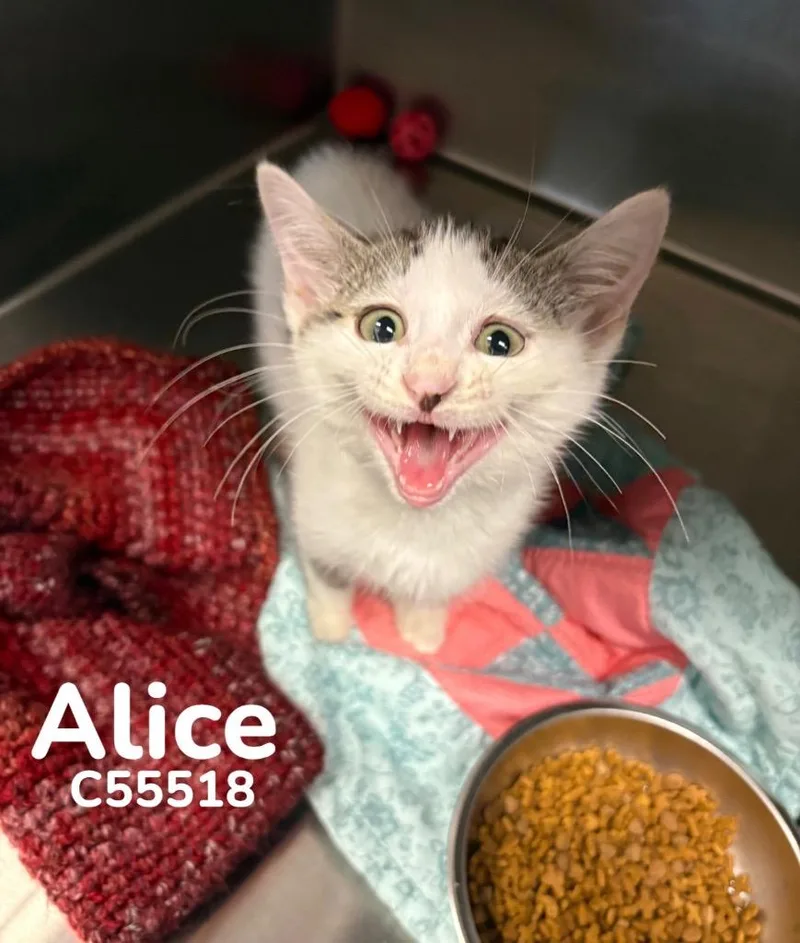 Alice
