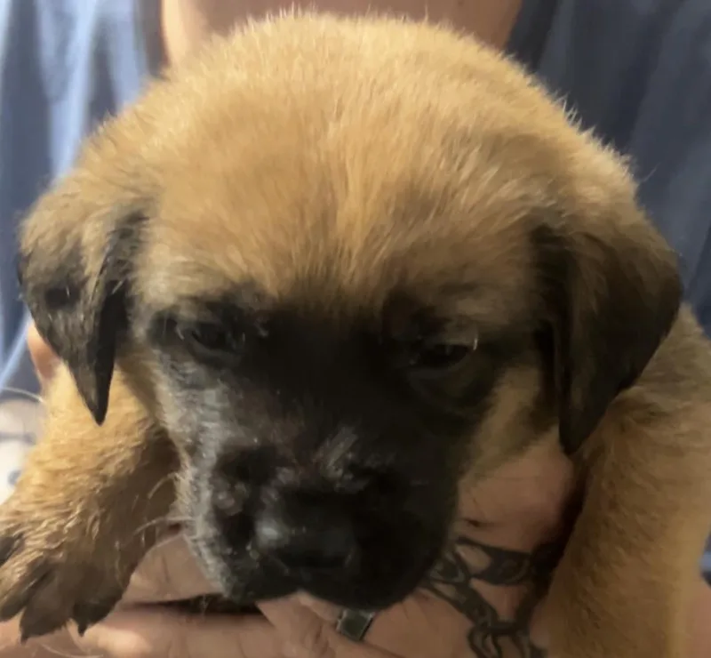 A baby medium-sized female Red / Chestnut / Orange Black Mouth Cur dog named Hazel for adoption in East Flat Rock, NC