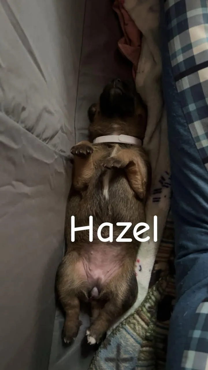 Hazel thumbnail 4