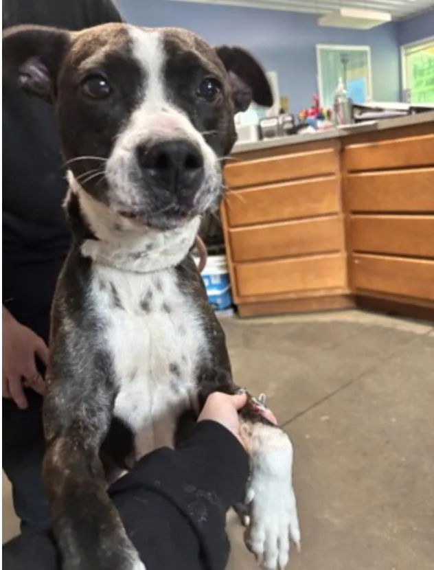 An adult medium-sized female Brindle Mixed Breed dog named Sandshrew for adoption in Terre Haute, IN