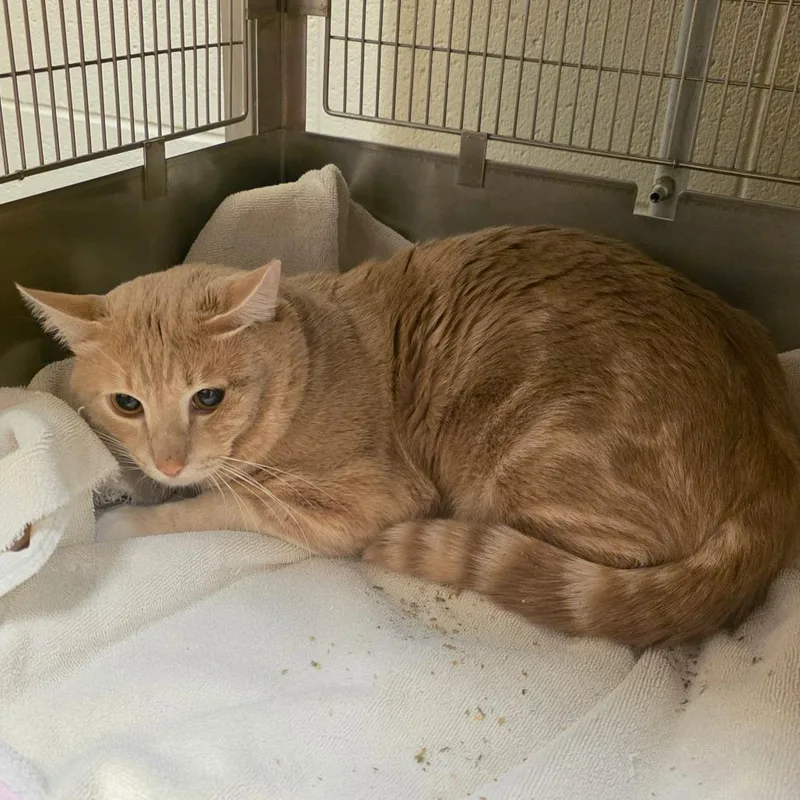 An adult large-sized male Buff / Tan / Fawn Domestic Short Hair cat named Jamal for adoption in Bristol, IN
