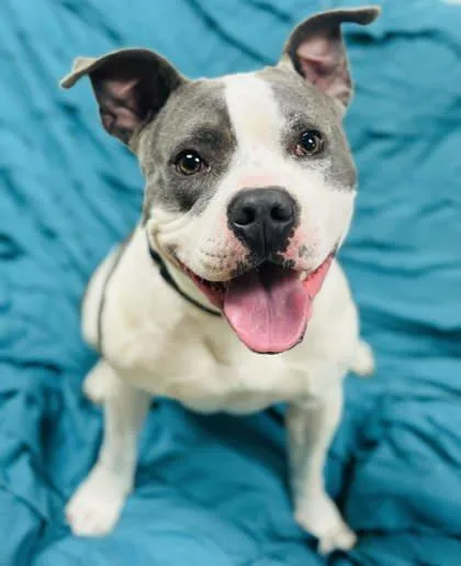 An adult medium-sized female Mixed Breed dog named Isa for adoption in West Chester, PA