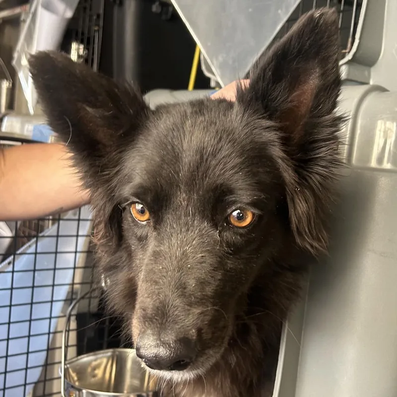 An adult medium-sized female Black Border Collie dog named Shakira for adoption in Point Richmond, CA