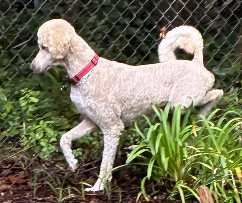 An adult large-sized male White / Cream Standard Poodle dog named Oliver for adoption in Pensacola, FL