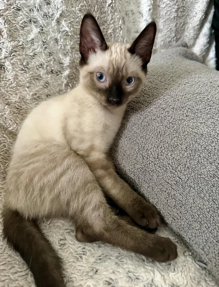 A baby small-sized female Siamese cat named Selene for adoption in Gardena, CA