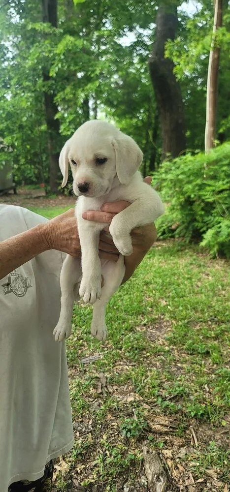 A baby large-sized female White / Cream Labrador Retriever dog named Colvilew  Polly for adoption in Broomfield, CO
